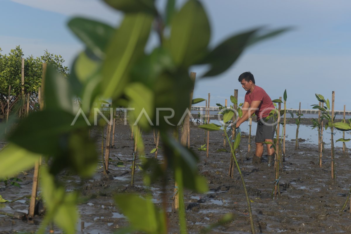 Penanaman Bakau Tahura Ngurah Rai Antara Foto