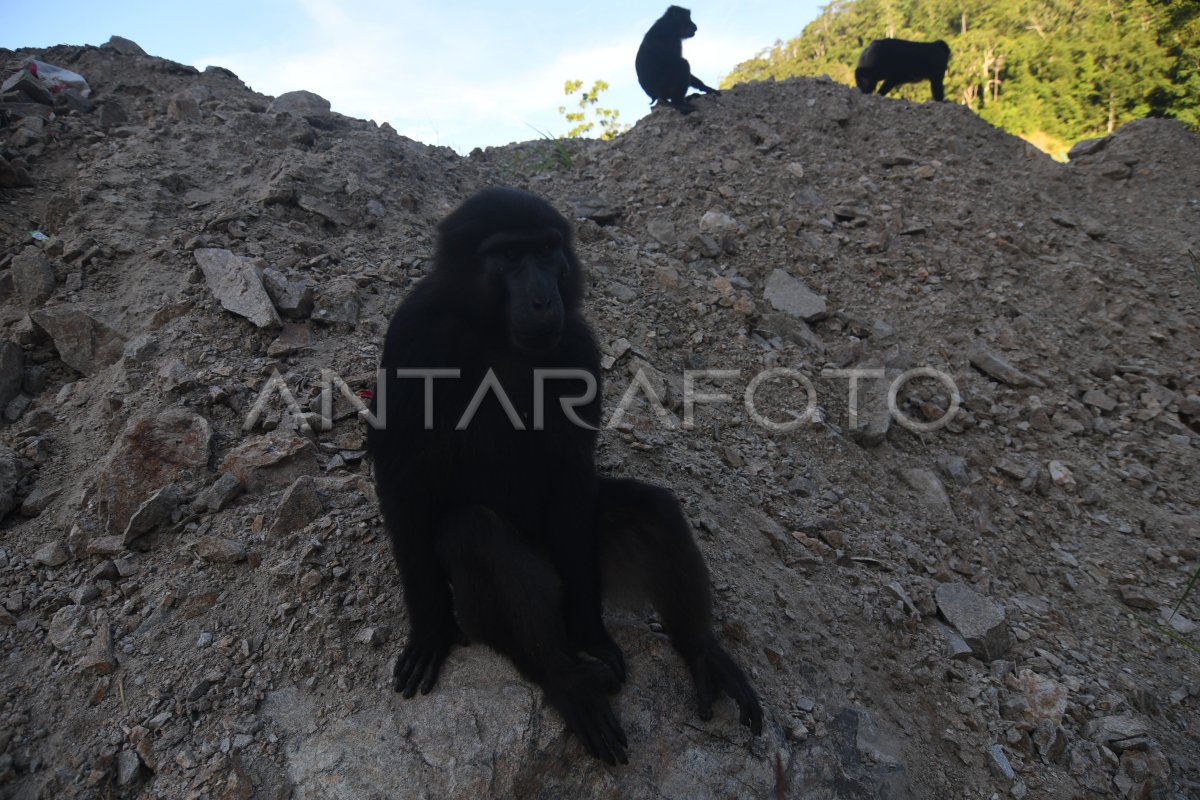 Satwa Di Cagar Alam Pangi Binangga Antara Foto