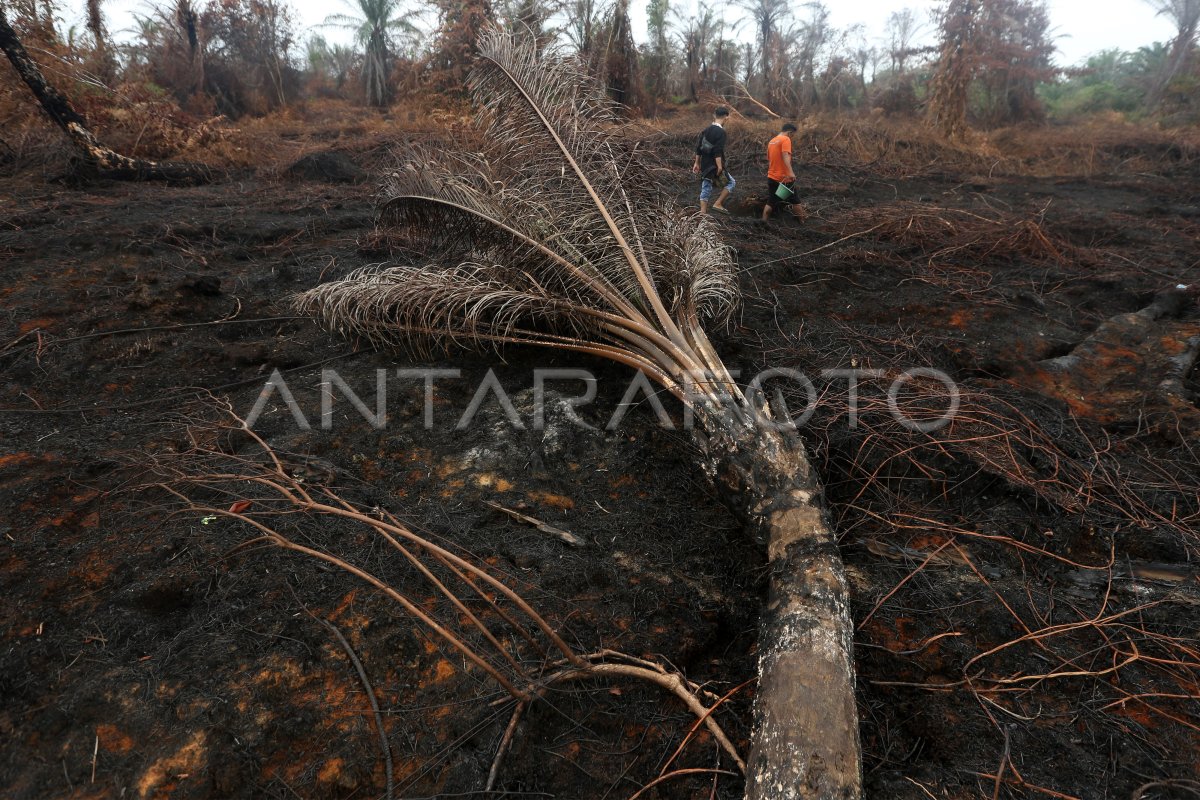 Karhutla Nagan Raya Telah Padam Antara Foto