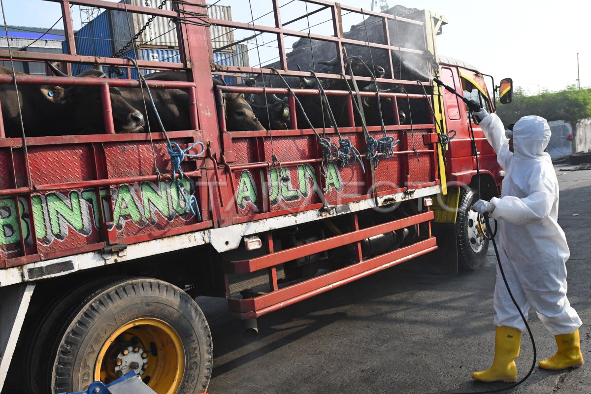 Ketersediaan Sapi Di Tengah Merebaknya Pmk Antara Foto