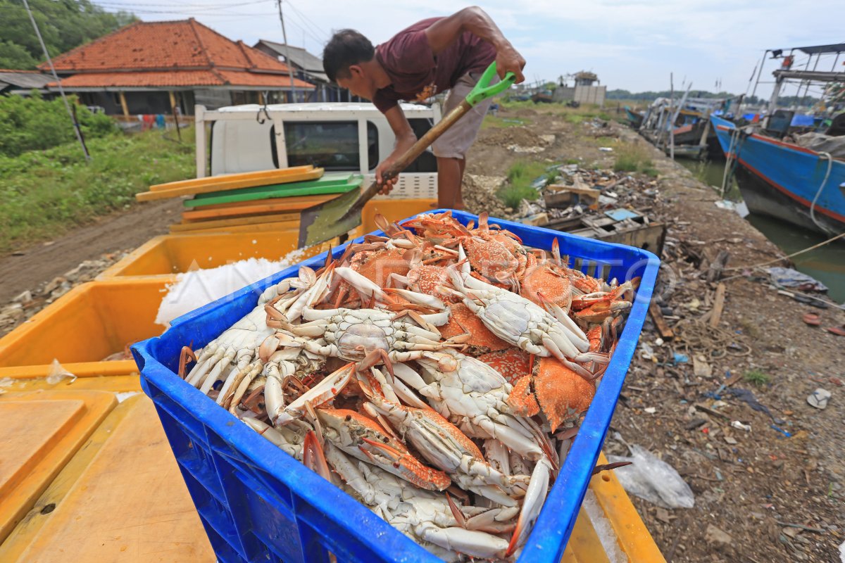 Harga Rajungan Anjlok Antara Foto