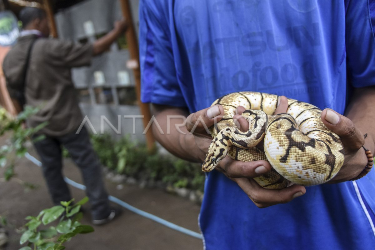 Wisata Edukasi Hewan Antara Foto