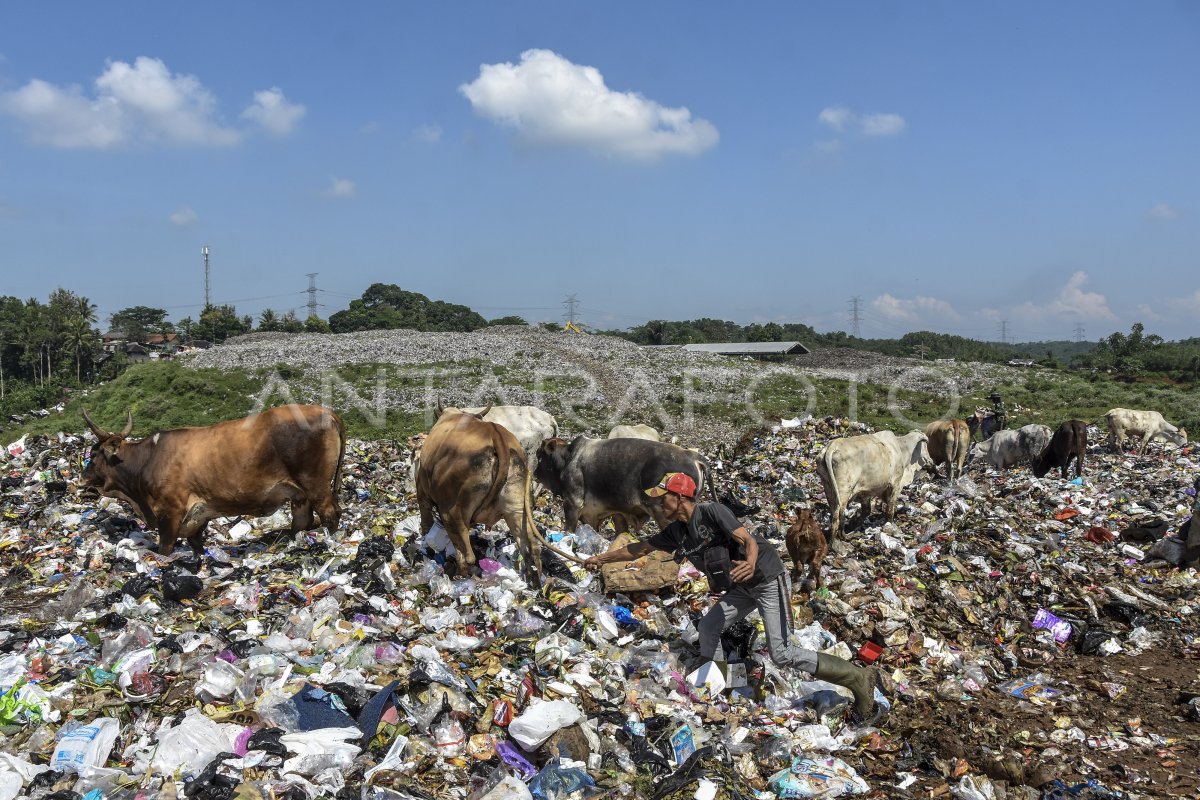 Sapi Pemakan Sampah Di Tasikmalaya Antara Foto