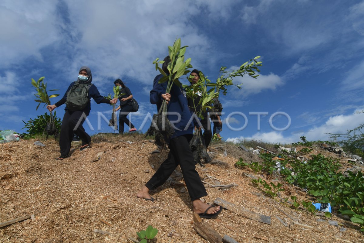 AKSI PENANAMAN 2 000 BIBIT MANGROVE ANTARA Foto