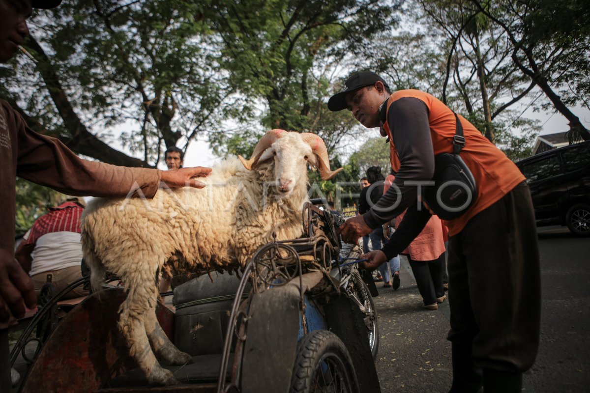 Ojek Pengantaran Hewan Kurban Jelang Idul Adha Antara Foto