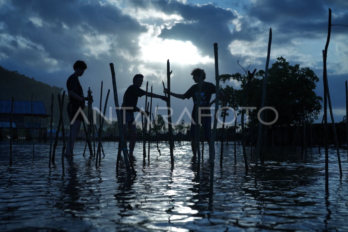 PENANAMAN MANGROVE DI KONAWE ANTARA Foto