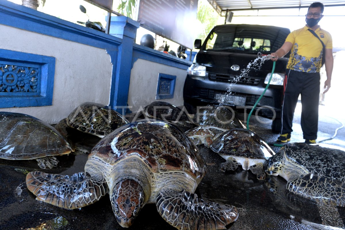 Penggagalan Penyelundupan Penyu Hijau Antara Foto