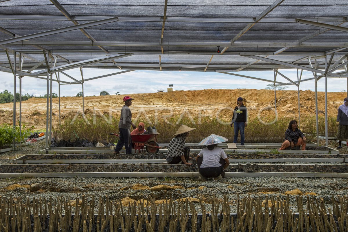 Pusat Persemaian Bibit Tanaman Di Ikn Nusantara Antara Foto