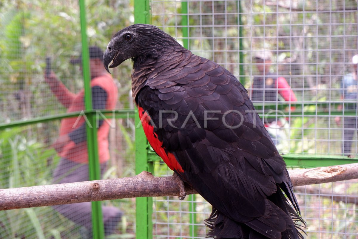 Bbksda Papua Lepasliarkan Burung Endemik Papua Antara Foto