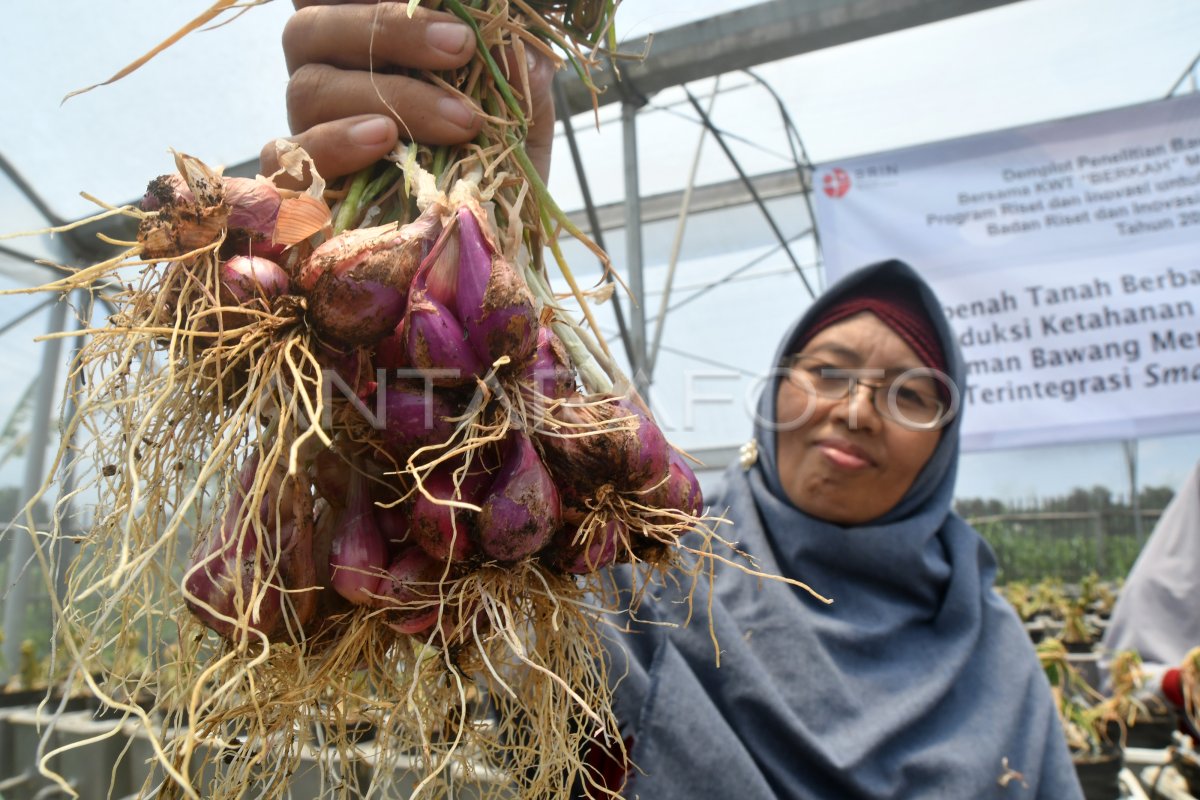 Panen Bawang Merah Hidroponik Antara Foto