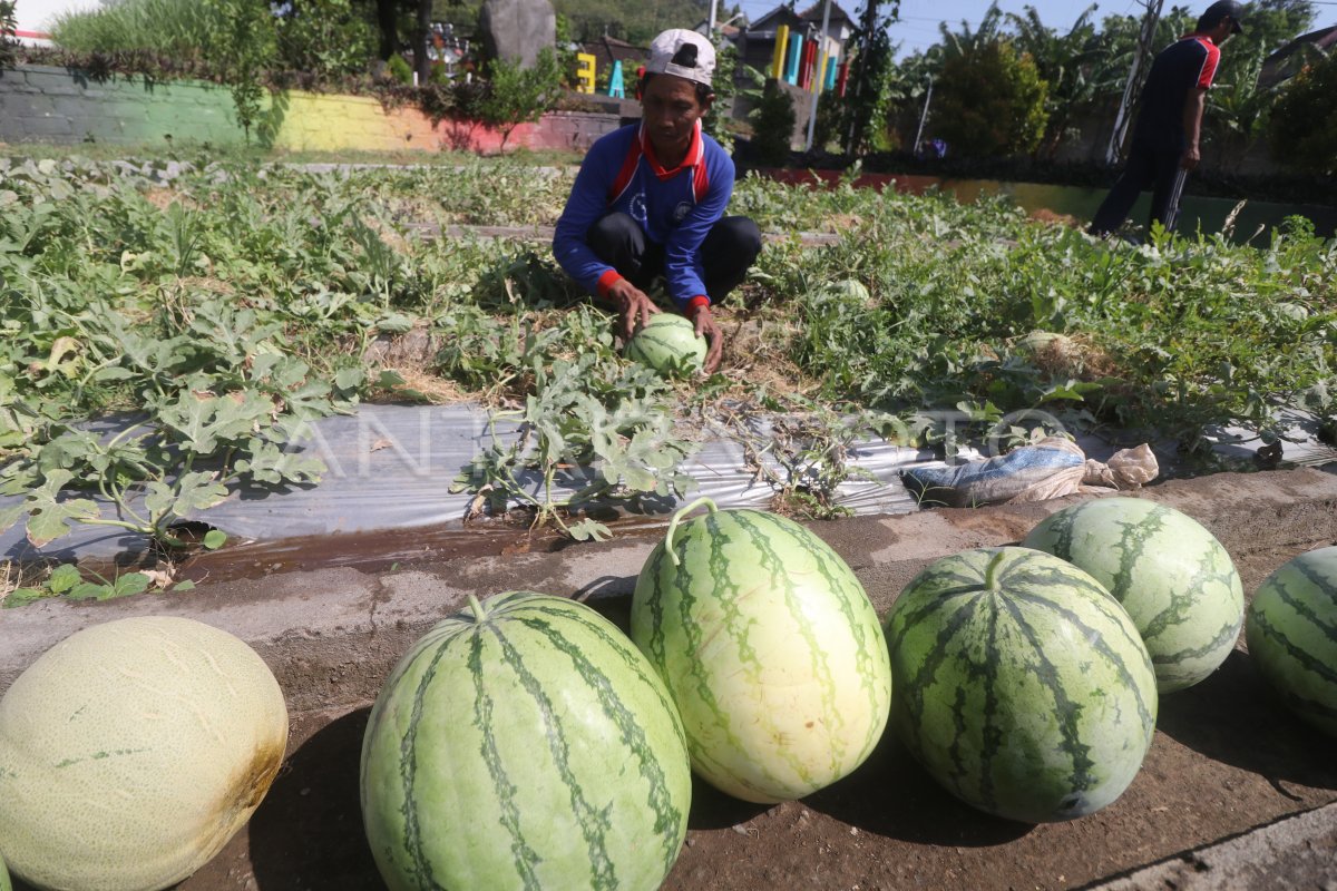 PANEN SEMANGKA DI LAPAS ANTARA Foto