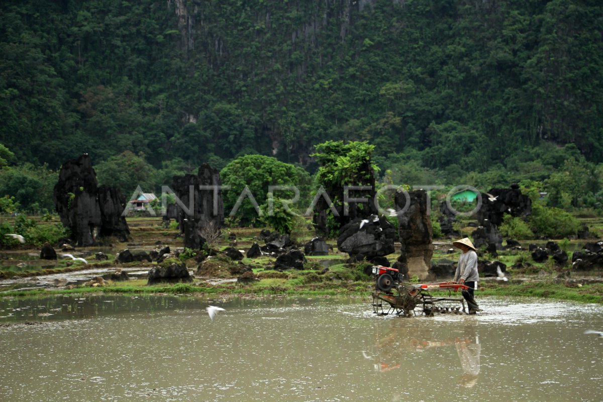 REALISASI PENYALURAN DANA KUR SEKTOR PERTANIAN ANTARA Foto