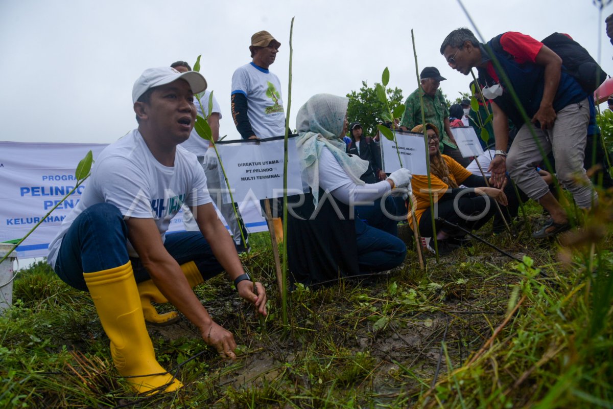 AKSI TANAM MANGROVE ANTARA Foto