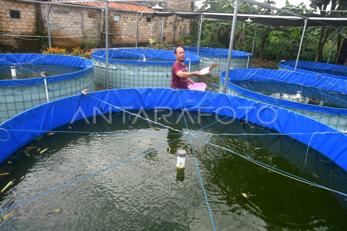 Budi Daya Ikan Lele Dengan Sistem Bioflok Antara Foto