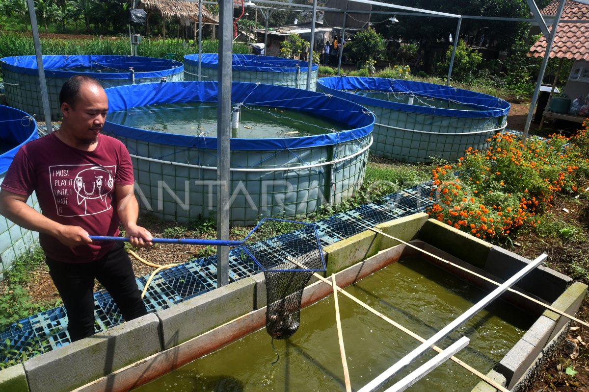 Budi Daya Ikan Lele Dengan Sistem Bioflok Antara Foto