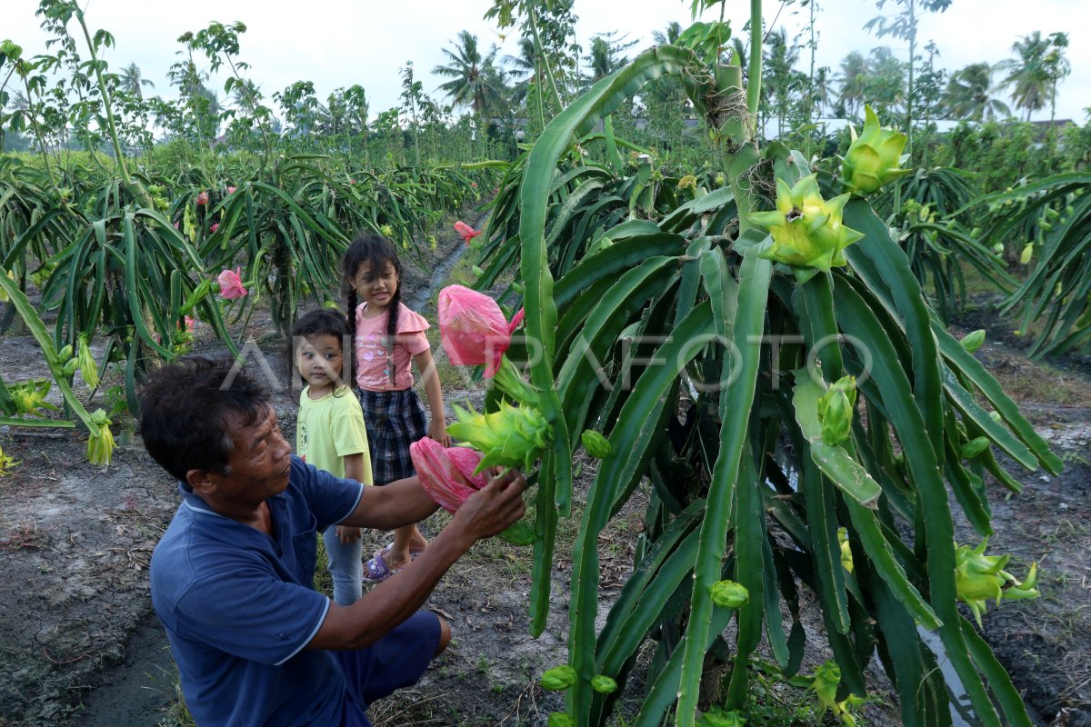 Budidaya Buah Naga Kuning Antara Foto