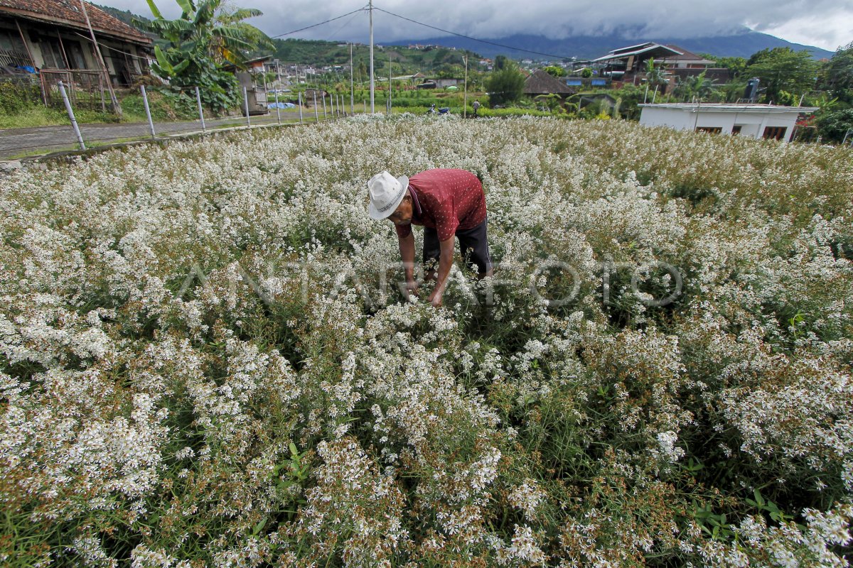 PETANI BUNGA PIKOK TERANCAM GAGAL PANEN ANTARA Foto