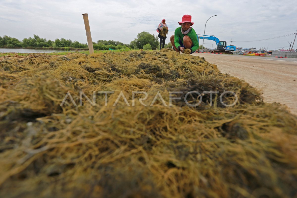 RENCANA HILIRISASI SUMBER DAYA ALAM SEKTOR KELAUTAN ANTARA Foto