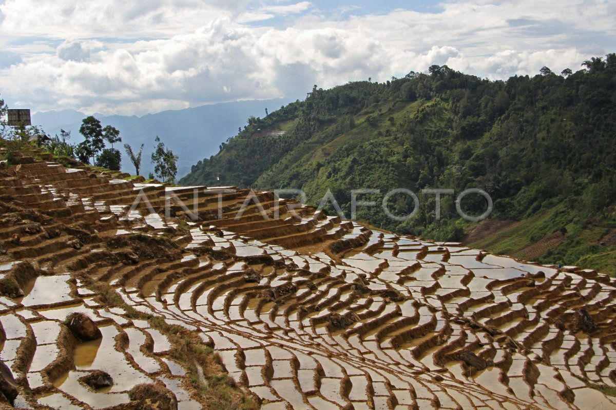 Potensi Wisata Area Persawahan Terasering Di Enrekang Antara Foto