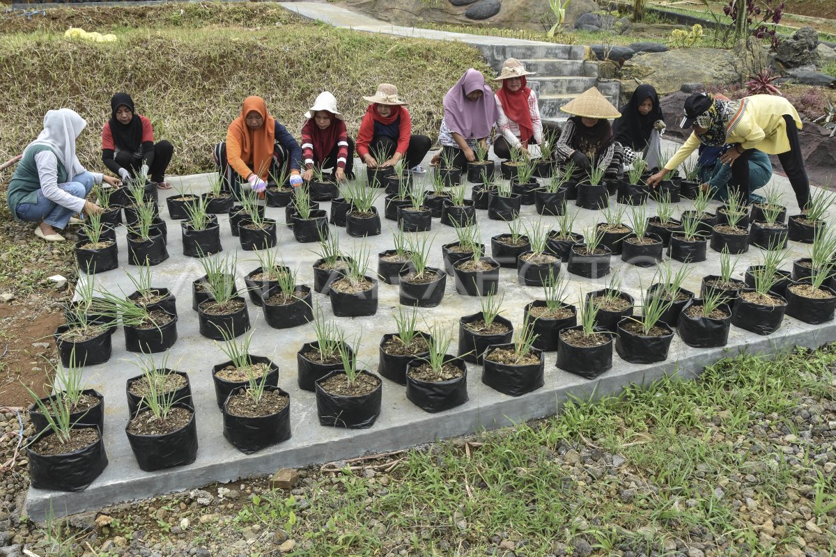 Ketahanan Pangan Wanita Tani Antara Foto