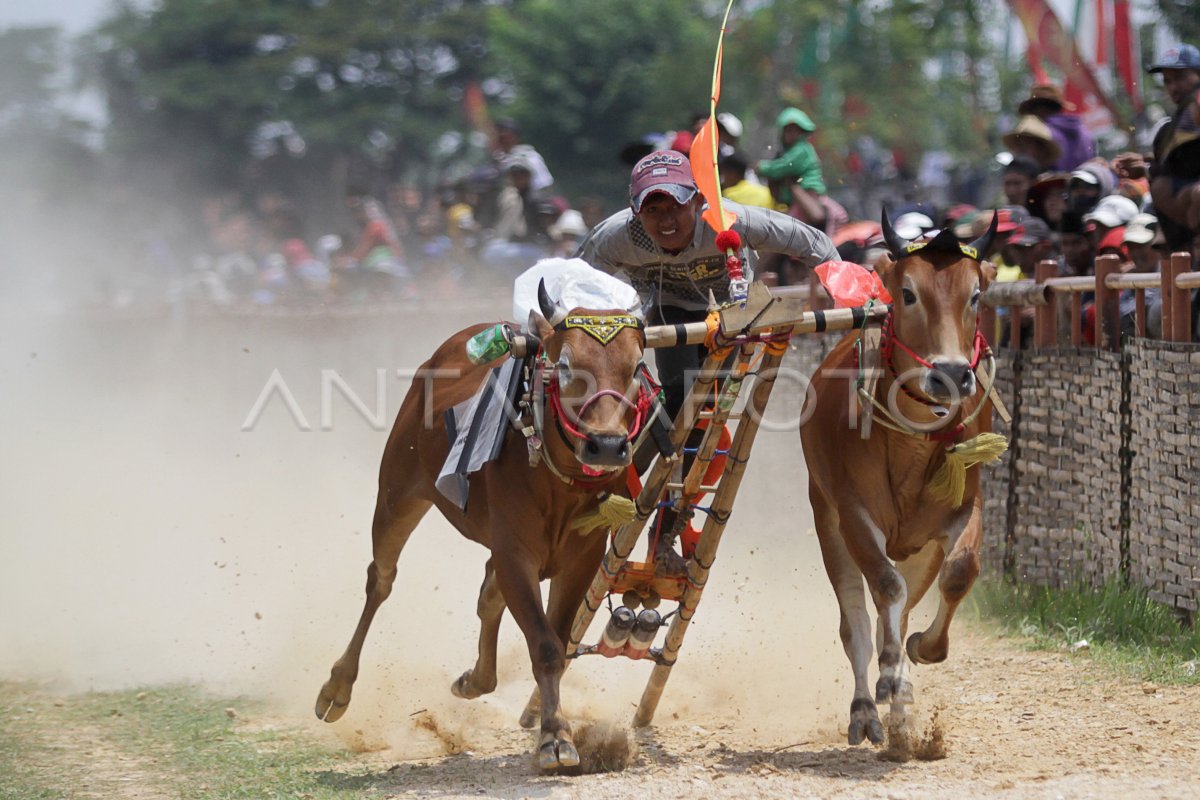 Karapan Sapi Kasad Cup Antara Foto