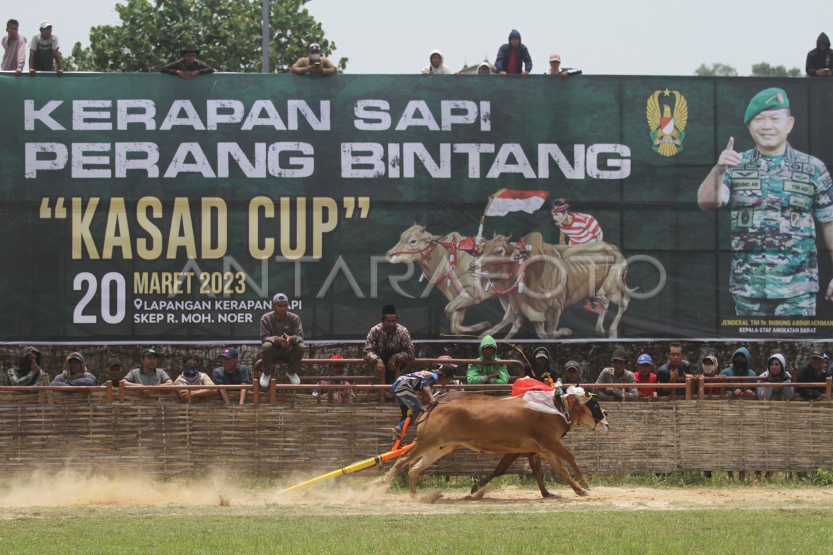 KARAPAN SAPI KASAD CUP 2023 ANTARA Foto