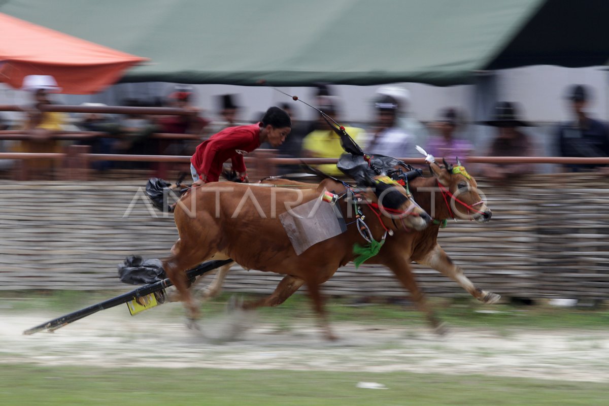 KARAPAN SAPI KASAD CUP 2023 ANTARA Foto