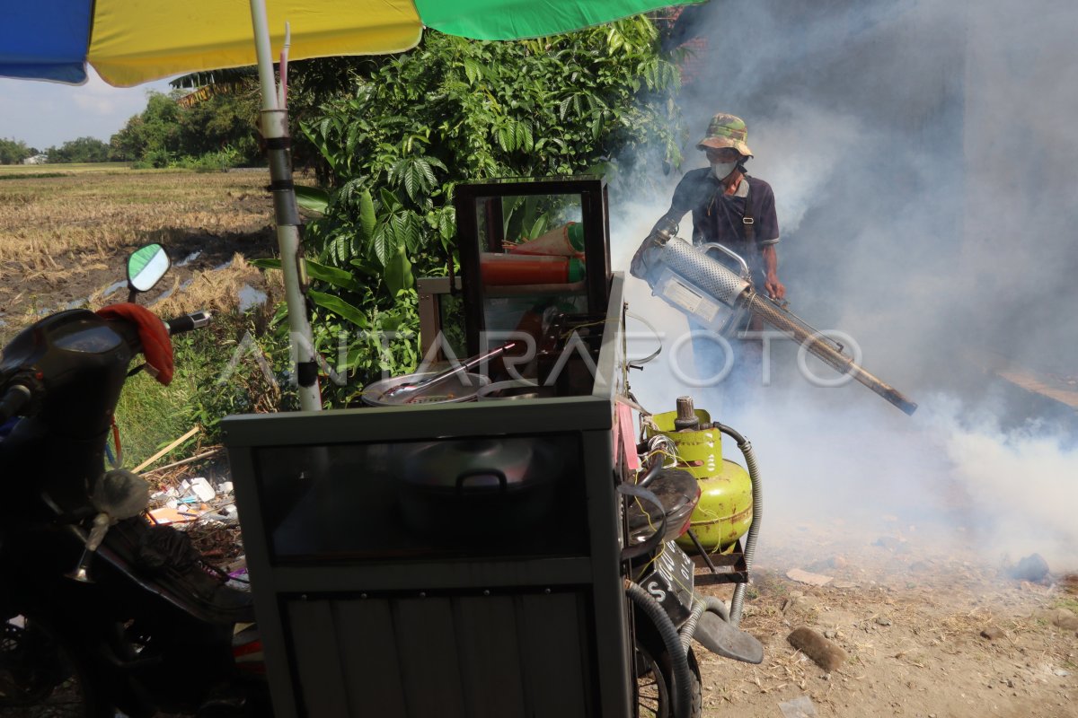 Kasus Penyakit Chikungunya Di Jombang Antara Foto