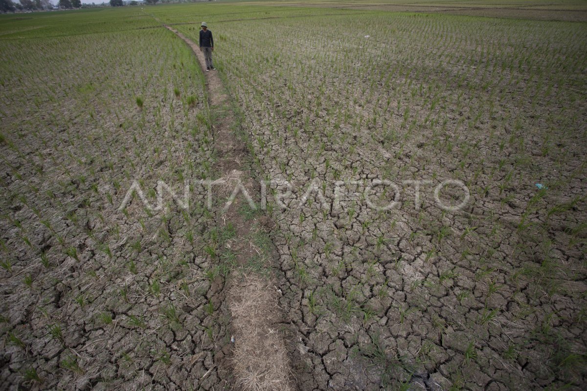 Sawah Mengering Di Indramayu ANTARA Foto