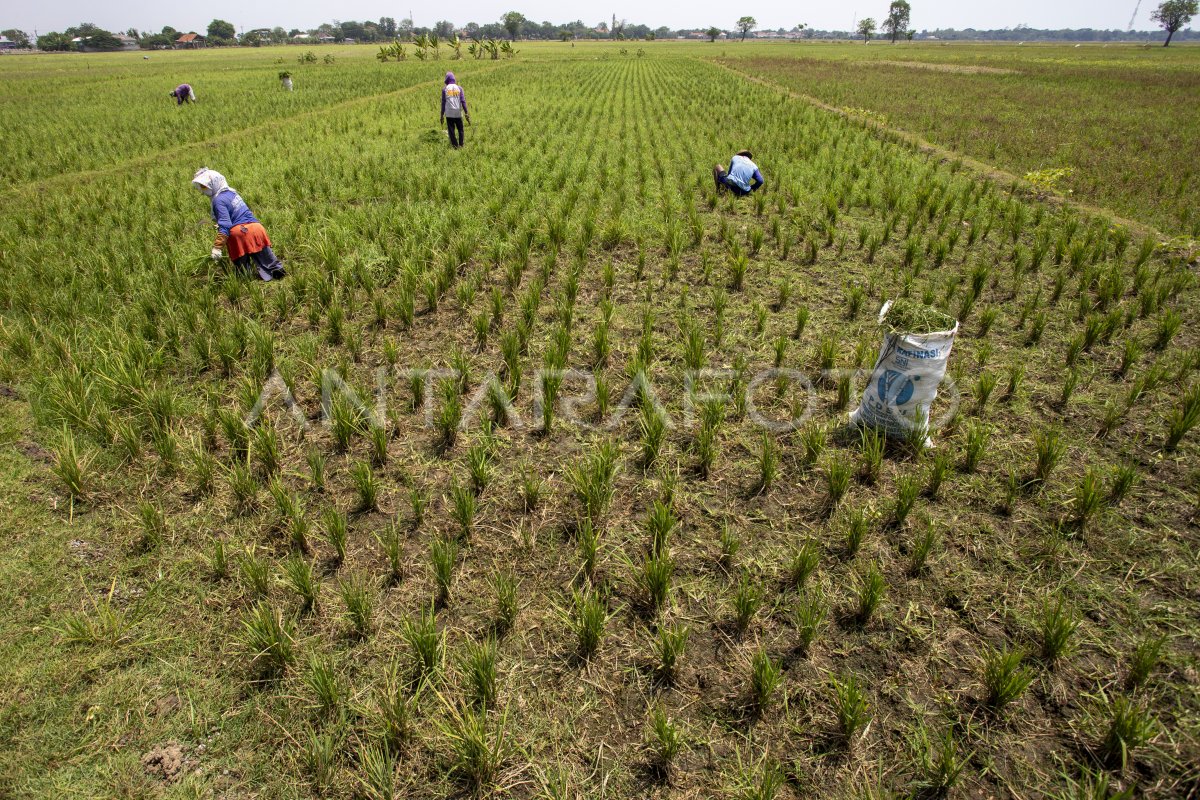 Manfaatkan Tanaman Padi Untuk Pakan Ternak Antara Foto