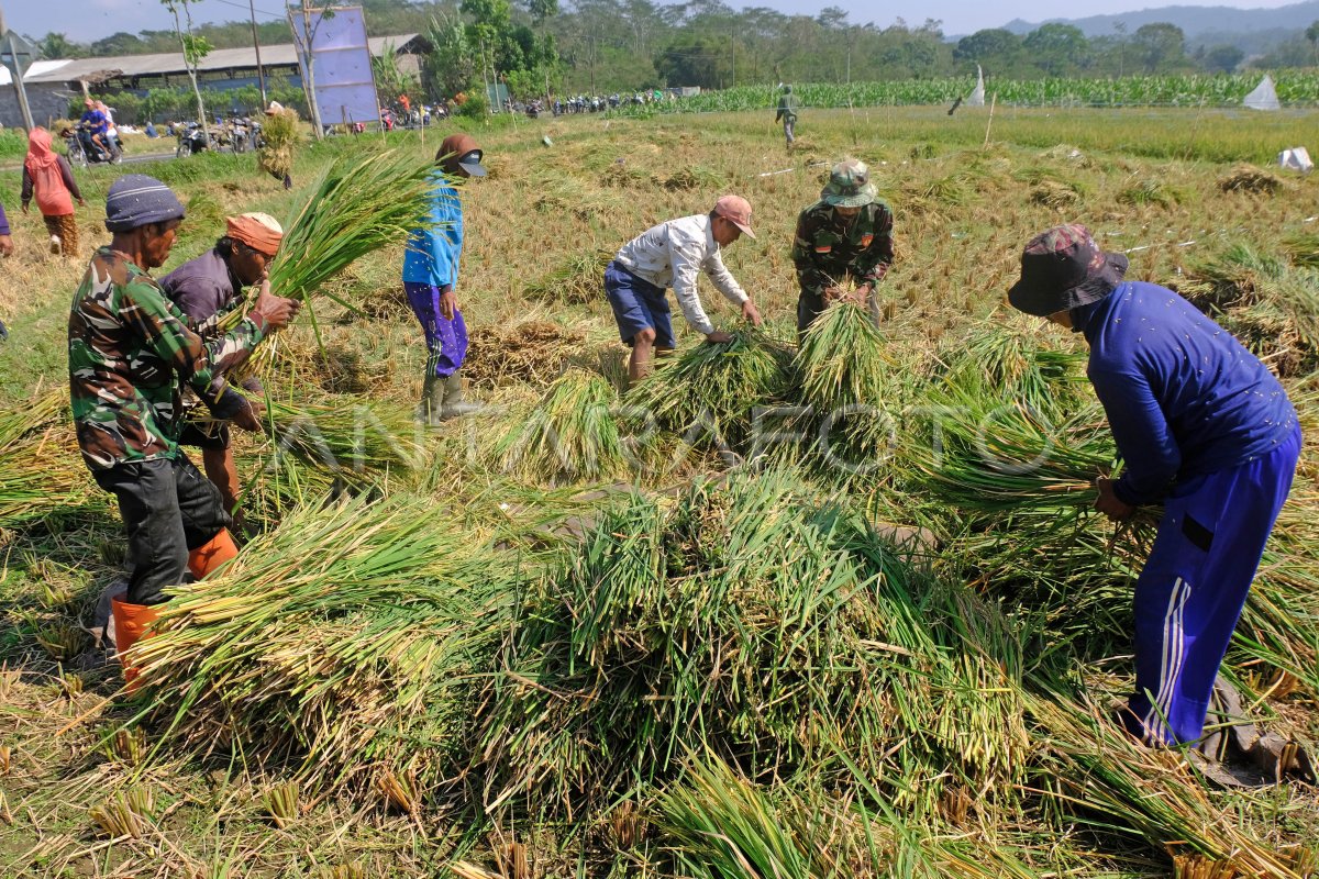 Peternak Manfaatkan Jerami Untuk Pakan Ternak ANTARA Foto