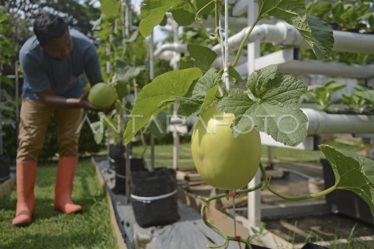 Urban Farming Untuk Akses Pangan Murah ANTARA Foto