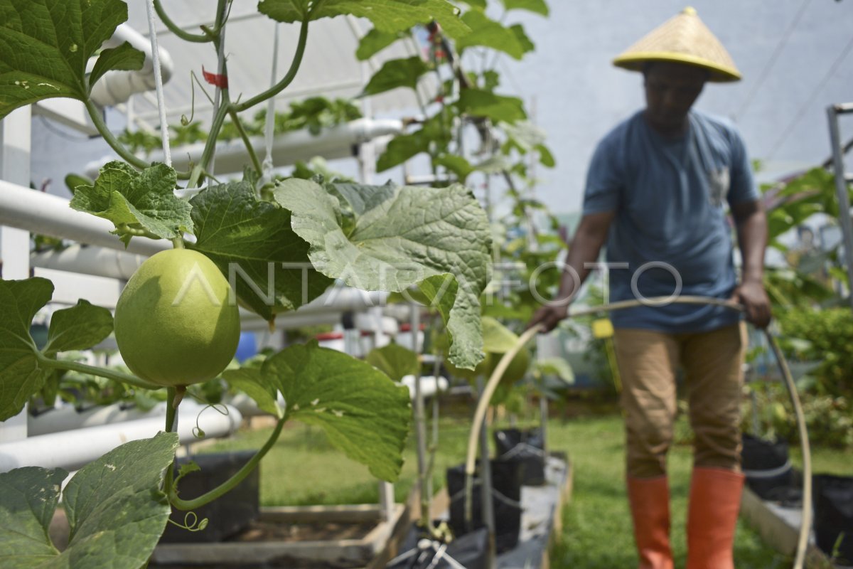 Urban Farming Untuk Akses Pangan Murah Antara Foto