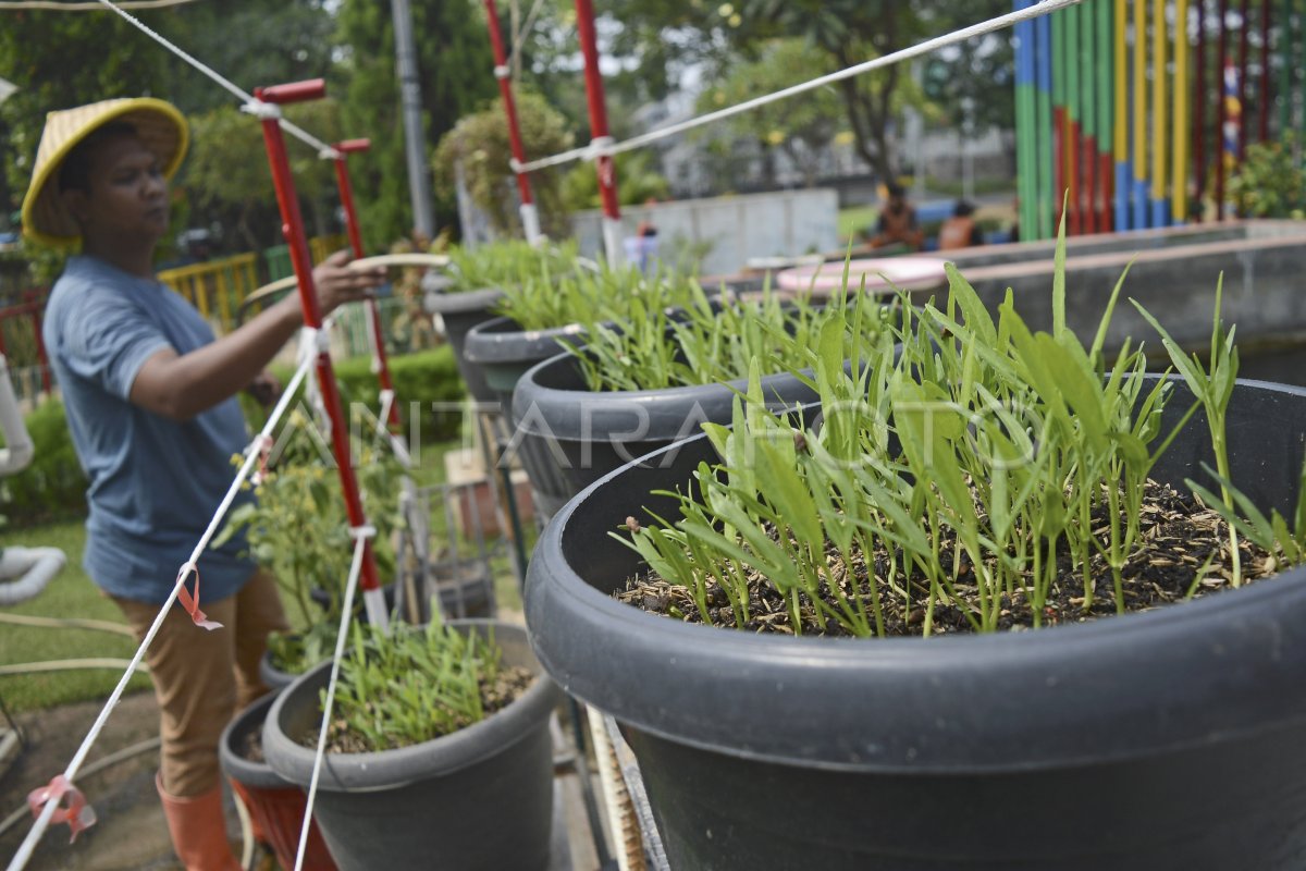 Urban Farming Untuk Akses Pangan Murah ANTARA Foto