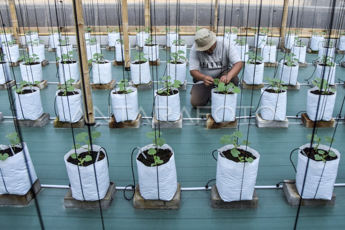 Petani Milenial Sistem Irigasi Tetes Antara Foto