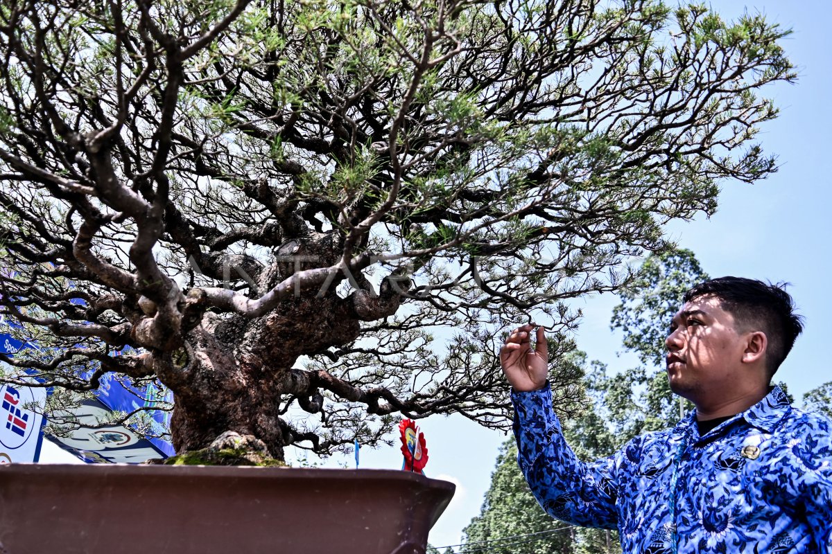 Pameran Bonsai Nasional Di Tangerang ANTARA Foto