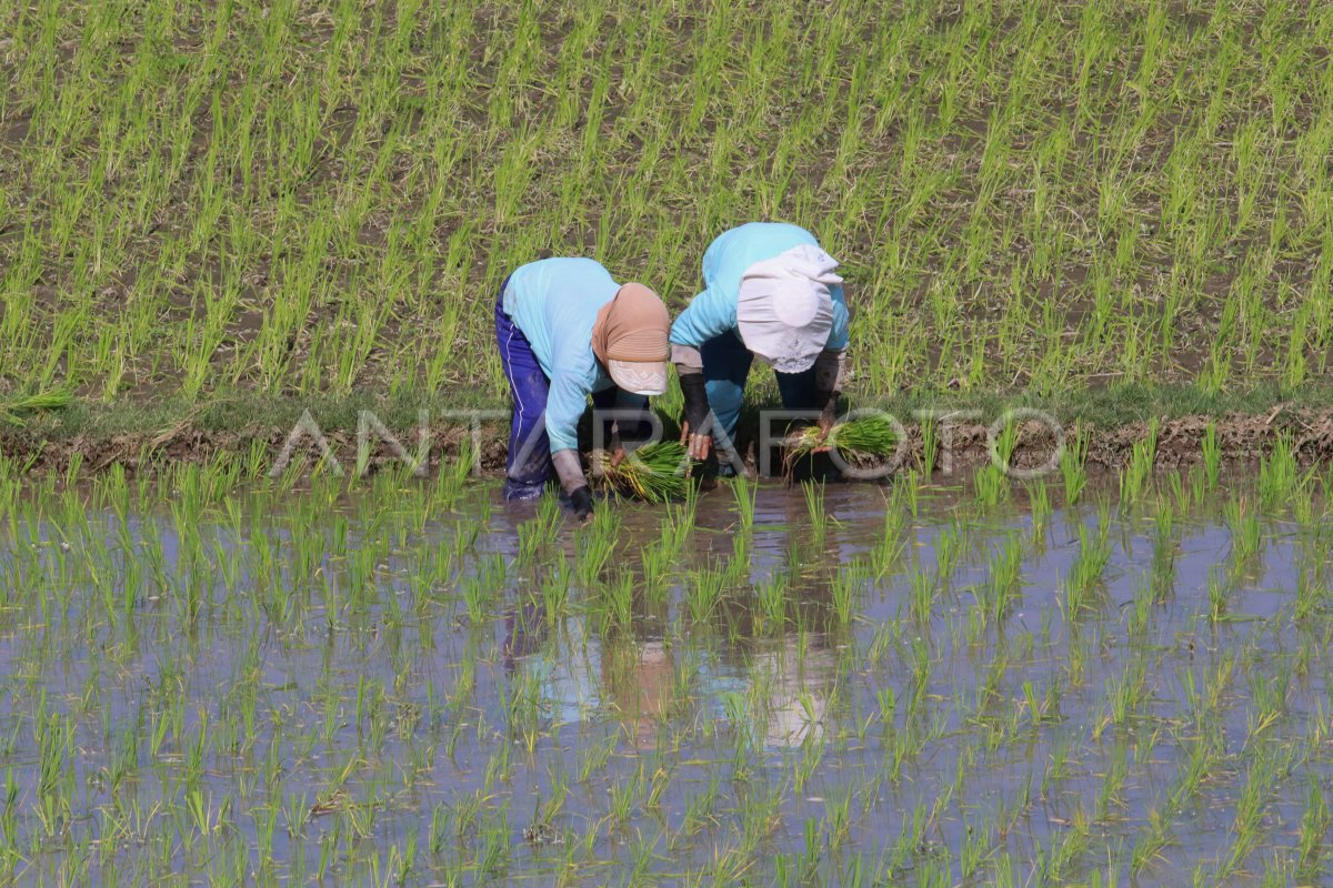 Produksi Padi Pada Fenomena El Nino Antara Foto