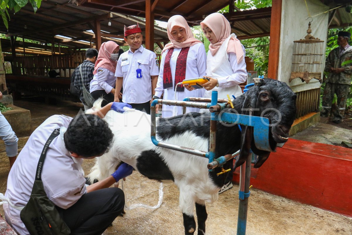 Kambing Perah Suplai Kebutuhan Susu Nasional Antara Foto