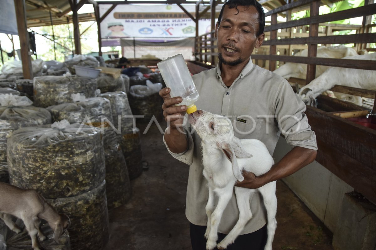 Peternakan Kambing Perah Milik BUMdes ANTARA Foto