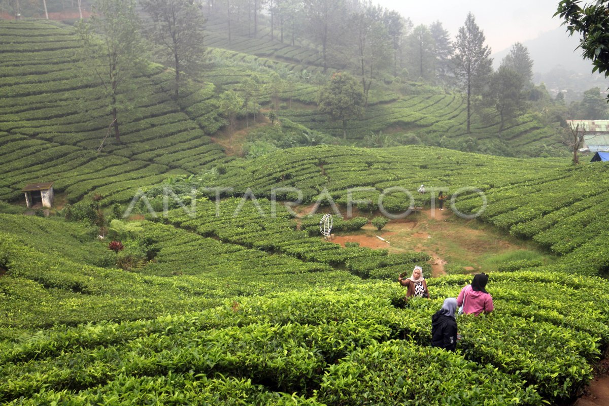 Wisata Kebun Teh Puncak Bogor Saat Libur Waisak ANTARA Foto