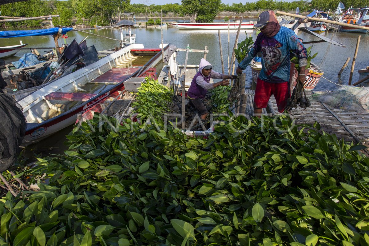 Pemulihan Ekosistem Mangrove Di Indonesia Antara Foto