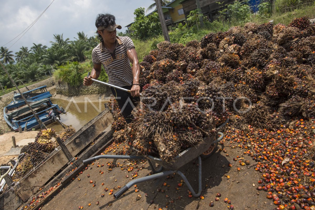 INDUSTRI SAWIT ANTARA Foto