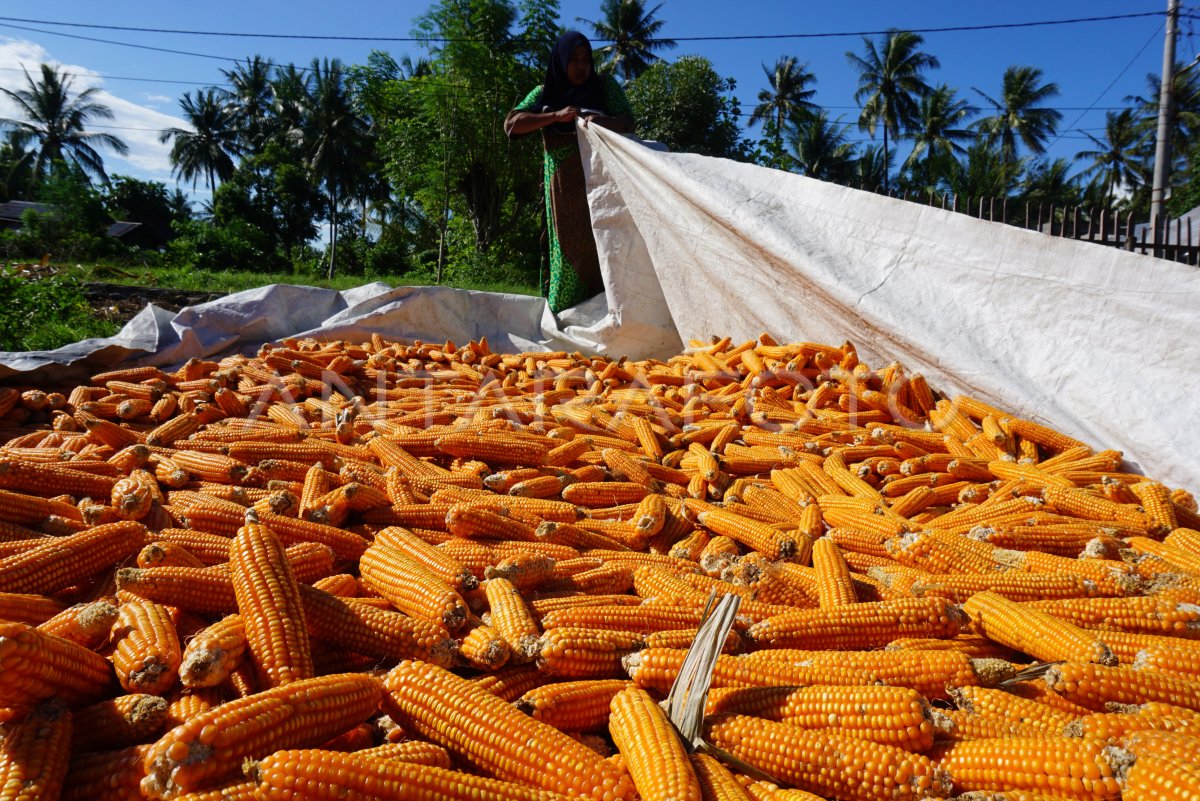 Kondisi Petani Sigi Usai Bencana Antara Foto