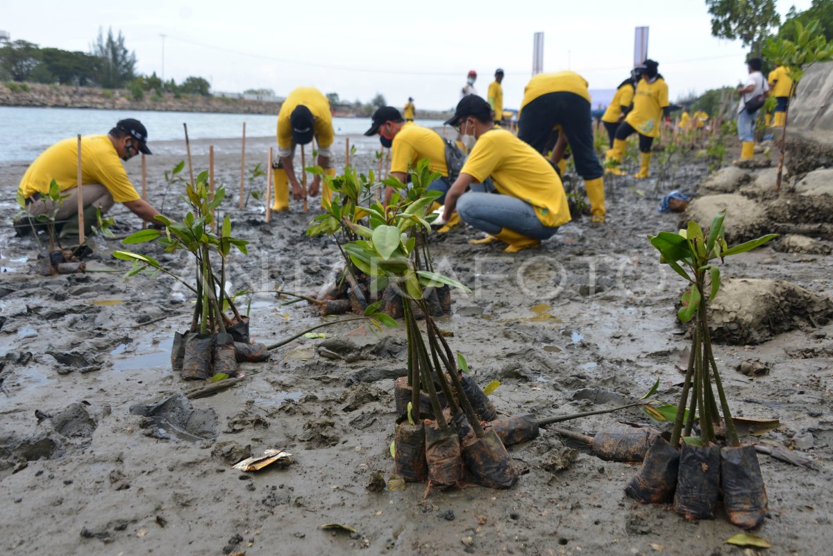 GERAKAN TANAM MANGROVE NASIONAL ANTARA Foto