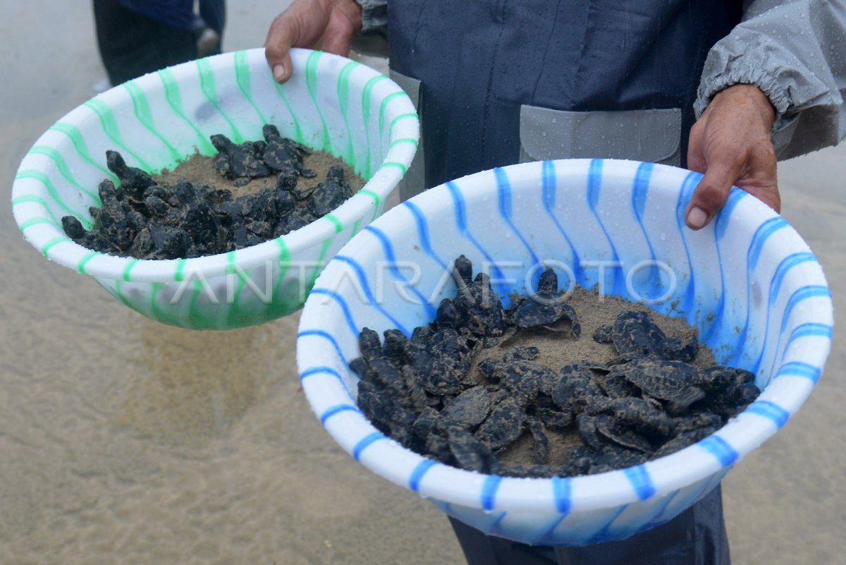 PELEPASAN TUKIK DI KAWASAN KONSERVASI PANTAI ACEH ANTARA Foto