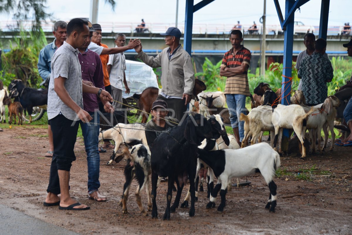 TRANSAKSI HEWAN KURBAN SEPI PEMBELI ANTARA Foto