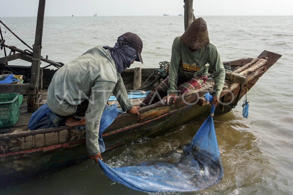 Panen Udang Rebon Di Laut Antara Foto