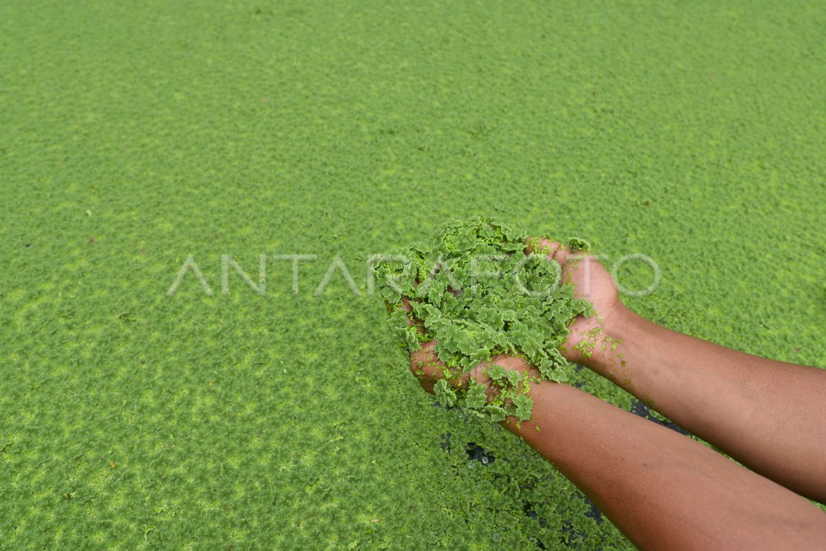 BUDIDAYA AZOLLA UNTUK PAKAN TERNAK ANTARA Foto