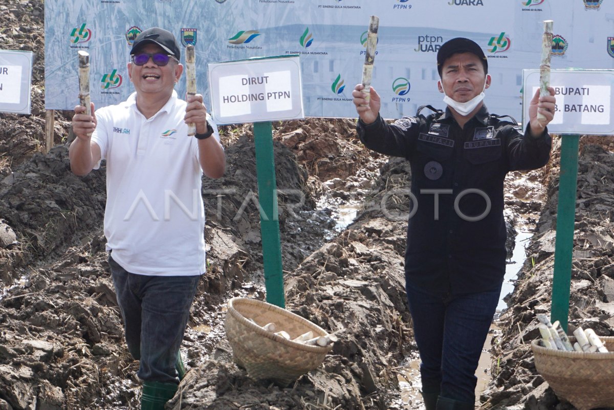 TARGET PRODUKSI GULA NASIONAL ANTARA Foto