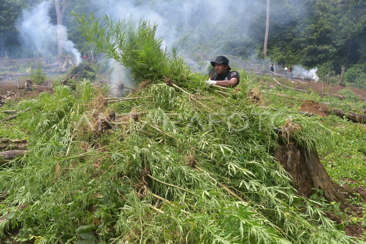 PEMUSNAHAN TANAMAN GANJA DI GUNUNG SEULAWAH ANTARA Foto